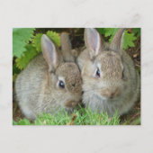 Niedliches Kaninchen Liebe des Tierfriedens Zielor Postkarte (Vorderseite)