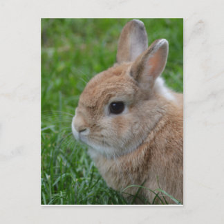 Niedliches Kaninchen Postkarte