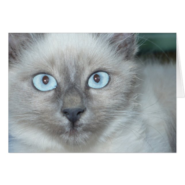 Niedliches Kätzchen (Vorderseite (Horizontal))