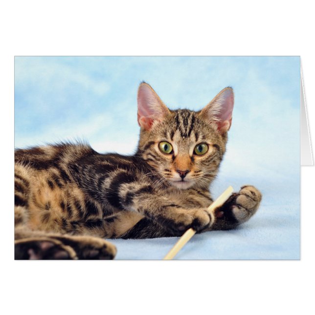 Niedliches Kätzchen (Vorderseite (Horizontal))