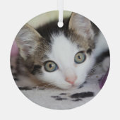 Niedliches Kätzchen 1 Foto Kreis Ornament Aus Glas (Rückseite)