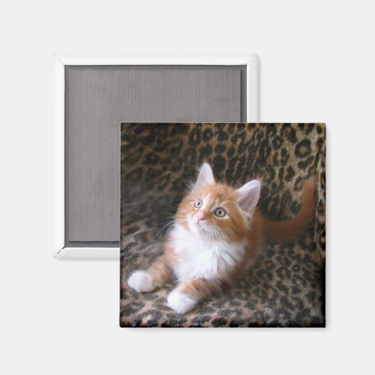 Niedliches Kätzchen auf dem leopard-Druckquadrat Magnet (Vorderseite/Rückseite)