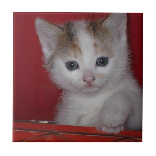 Niedliches Kätzchen Fliese (Vorderseite)