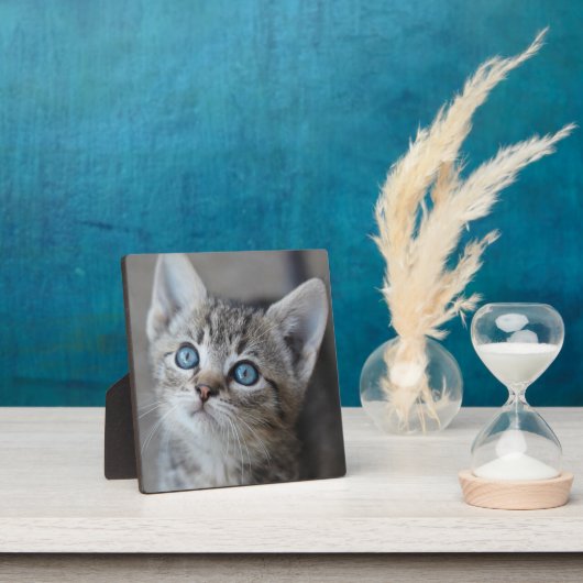 Niedliches Kätzchen im Garten Fotoplatte (InSitu)