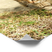 Niedliches Kätzchen, kleines KatzenFoto Poster (Ecke)