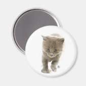 niedliches Kätzchen Magnet (Vorderseite/Rückseite)