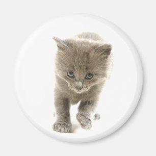 niedliches Kätzchen Magnet