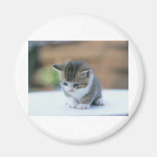 Niedliches Kätzchen Magnet