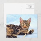 Niedliches Kätzchen Postkarte (Vorne/Hinten)