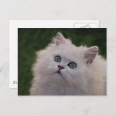 Niedliches Kätzchen Postkarte (Vorne/Hinten)