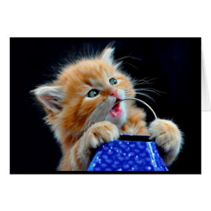 Niedliches Kätzchenkauen