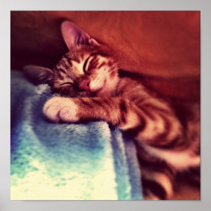 Niedliches Kätzchenschlafen Poster