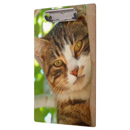 Niedliches Katzen Klettern Klemmbrett (Links)