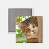 Niedliches Katzen Klettern Magnet (Vorderseite/Rückseite)