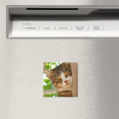 Niedliches Katzen Klettern Magnet (In Situ (Geschirrspüler))