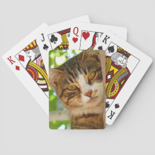 Niedliches Katzen Klettern Spielkarten
