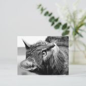 Niedliches Katzenportrait - der Denker Postkarte (Stehend Vorderseite)