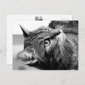 Niedliches Katzenportrait - der Denker Postkarte (Vorne/Hinten)