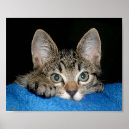 niedliches Katzenposter Poster
