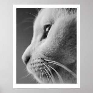 Niedliches Katzenprofil - Schwarzweiß Poster