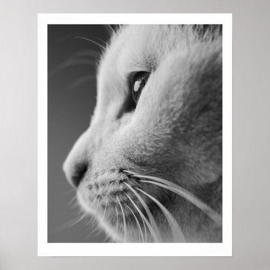 Niedliches Katzenprofil - Schwarzweiß Poster (Vorne)