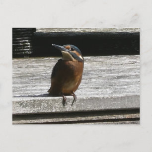 Niedliches Kingfisher Nah Up DIY Postkarte