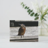 Niedliches Kingfisher Nah Up DIY Postkarte (Stehend Vorderseite)