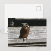 Niedliches Kingfisher Nah Up DIY Postkarte (Vorne/Hinten)