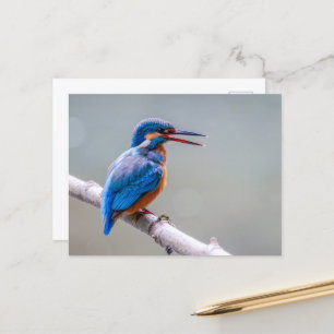 Niedliches Kingfisher Postkarte