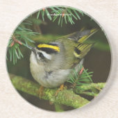 Niedliches Kinglet Songbird verursacht eine Stir i Getränkeuntersetzer (Vorne)