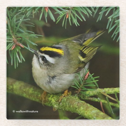 Niedliches Kinglet Songbird verursacht eine Stir i Glasuntersetzer (Vorderseite)
