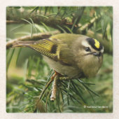 Niedliches Kinglet Songbird verursacht eine Stir i Glasuntersetzer (Vorderseite)