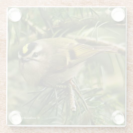 Niedliches Kinglet Songbird verursacht eine Stir i Glasuntersetzer (Rückseite)