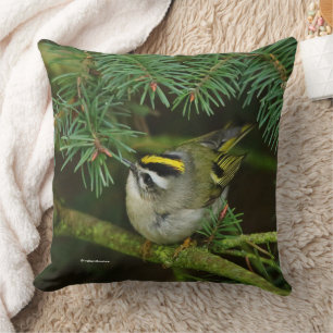 Niedliches Kinglet Songbird verursacht eine Stir i Kissen