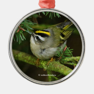 Niedliches Kinglet Songbird verursacht eine Stir i Ornament Aus Metall