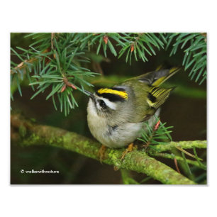 Niedliches Kinglet Songbird verursacht Stir in der Fotodruck