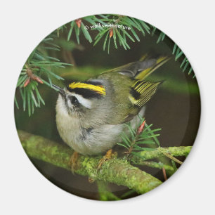 Niedliches Kinglet Songbird verursacht Stir in der Magnet