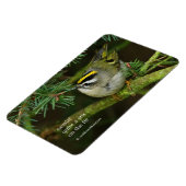 Niedliches Kinglet Songbird verursacht Stir in der Magnet (Linke Seite)