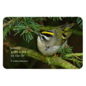 Niedliches Kinglet Songbird verursacht Stir in der Magnet (Horizontal)