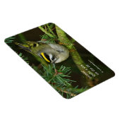 Niedliches Kinglet Songbird verursacht Stir in der Magnet (Rechte Seite)