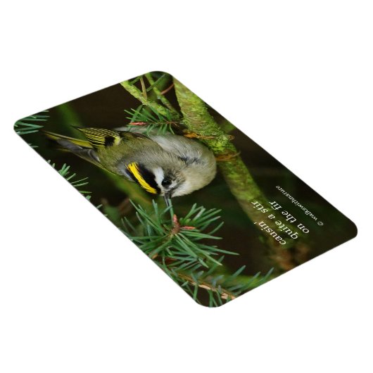 Niedliches Kinglet Songbird verursacht Stir in der Magnet (Rechte Seite)