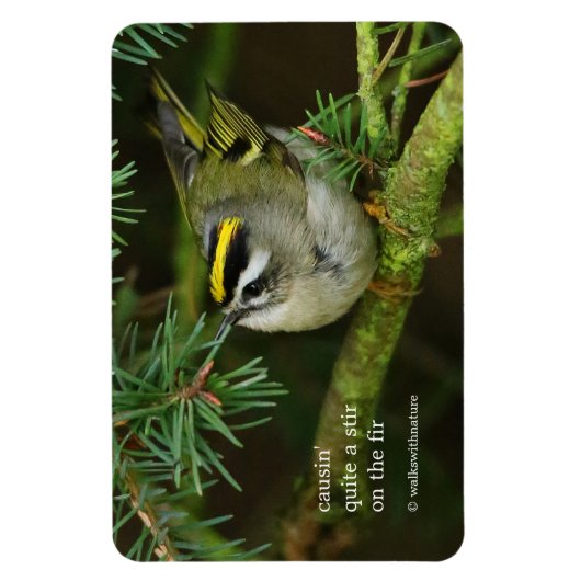 Niedliches Kinglet Songbird verursacht Stir in der Magnet (Vertikal)