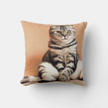 Niedliches Kitten ausgespült