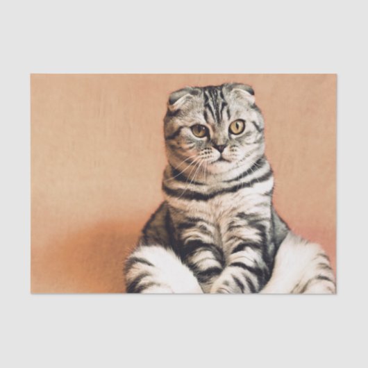 Niedliches Kitten ausgespült Seidenpapier (Vorderseite)