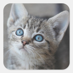 Niedliches Kitten im Garten Quadratischer Aufkleber
