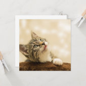 Niedliches Kitten mit ausgestreckter Pfote Karte (Vorderseite/Rückseite Beispiel)