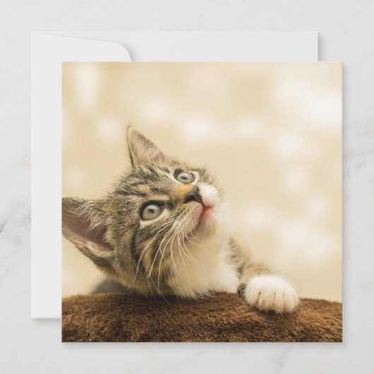 Niedliches Kitten mit ausgestreckter Pfote Karte (Vorderseite)