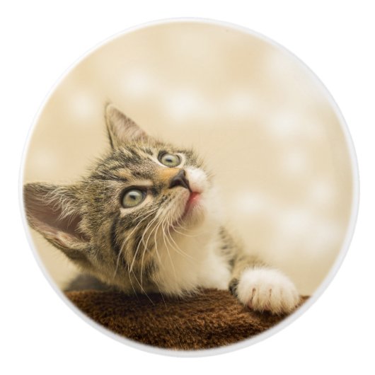 Niedliches Kitten mit ausgestreckter Pfote Keramikknauf (Vorderseite)