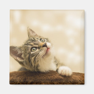Niedliches Kitten mit ausgestreckter Pfote Magnet