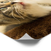 Niedliches Kitten mit ausgestreckter Pfote Poster (Ecke)